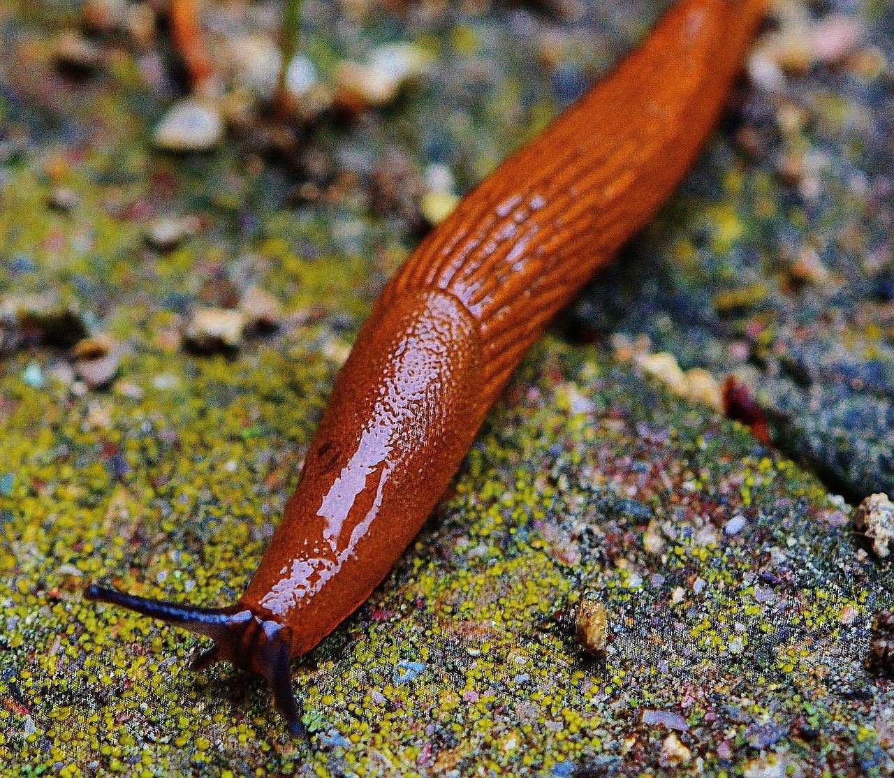 Sraigė, Šlakas, Mollusk, Nuskaityti, Sodas, Gamta, Raudona Ruda, Ropliai, Nemokamos Nuotraukos,  Nemokama Licenzija