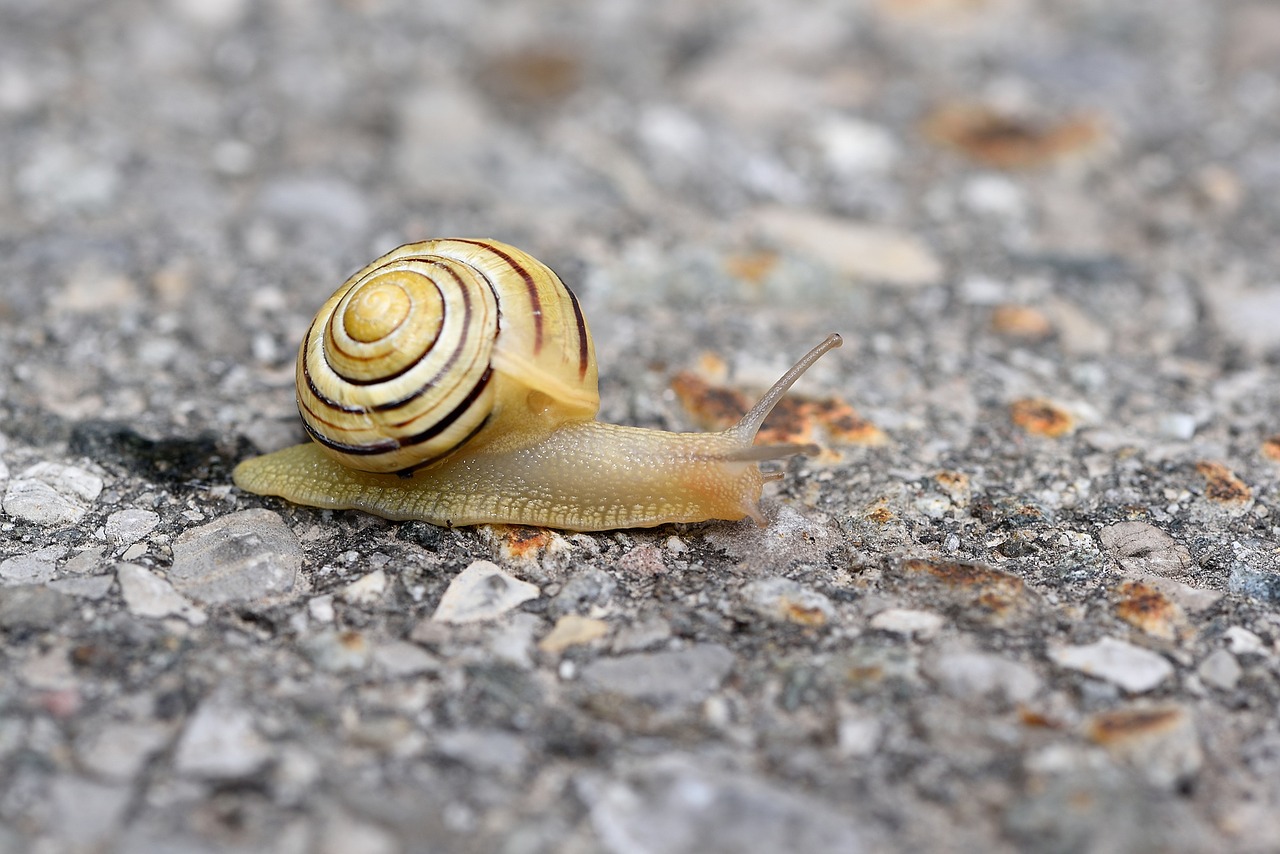 Sraigė, Mollusk, Gyvūnas, Nuskaityti, Lėtai, Lukštas, Kelias, Uždaryti, Nemokamos Nuotraukos,  Nemokama Licenzija