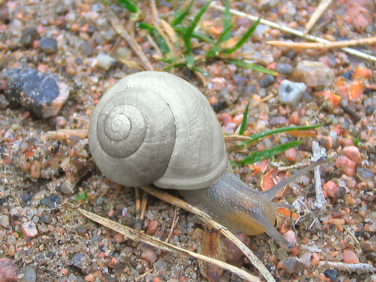 Sraigė,  Moliuskas,  Nuskaitymo,  Spiralė,  Mollusk,  Pilka,  Biologija,  Makro,  Šarvai,  Gastropoda