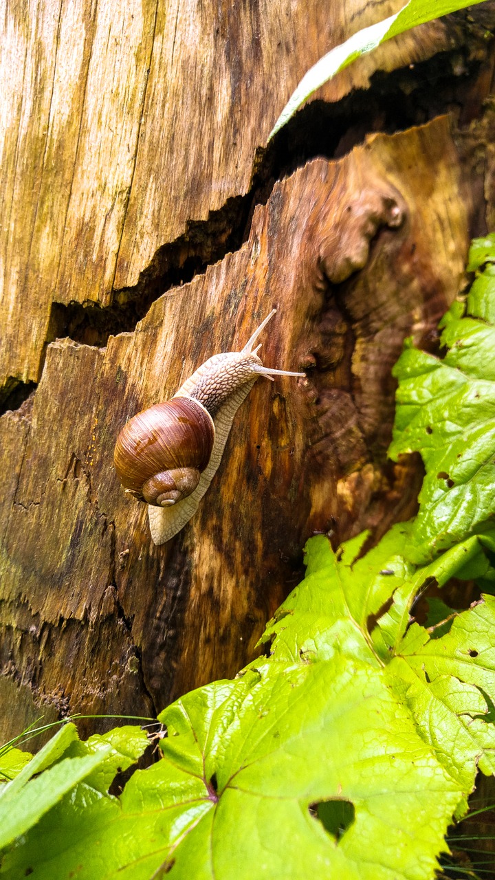 Sraigė, Gamta, Lukštas, Makro, Lėtai, Mollusk, Sraigės Apvalkalas, Uždaryti, Žurnalas, Nemokamos Nuotraukos