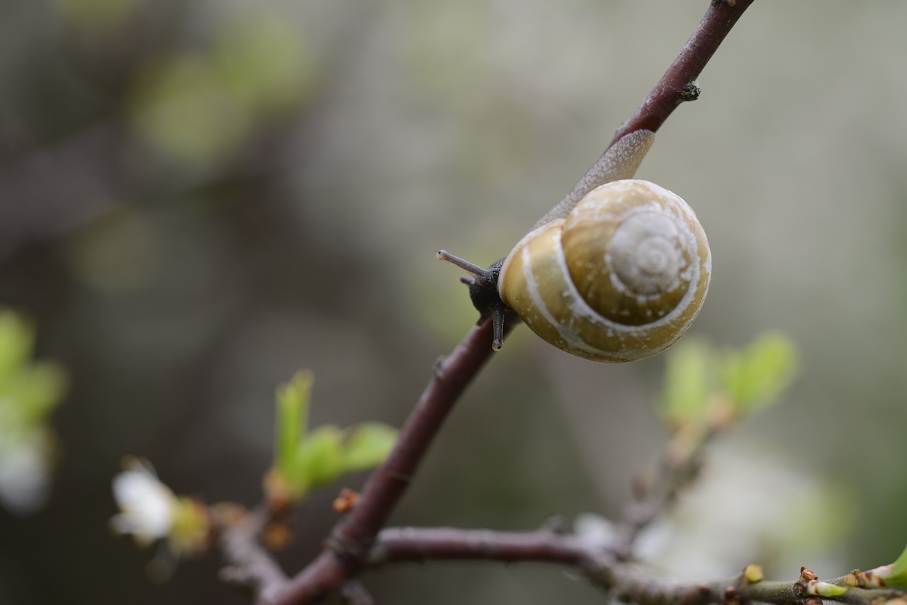 Sraigė, Filialas, Lukštas, Mollusk, Gamta, Gyvūnas, Augalas, Gyvūnų Pasaulis, Lėtai, Miškas