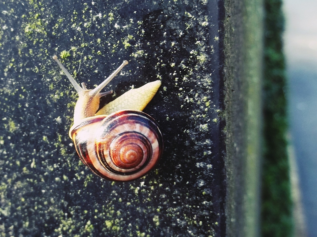 Sraigė, Lukštas, Pasislėpti, Uždaryti, Gamta, Sraigės Apvalkalas, Mollusk, Spiralė, Gyvūnas, Lėtai