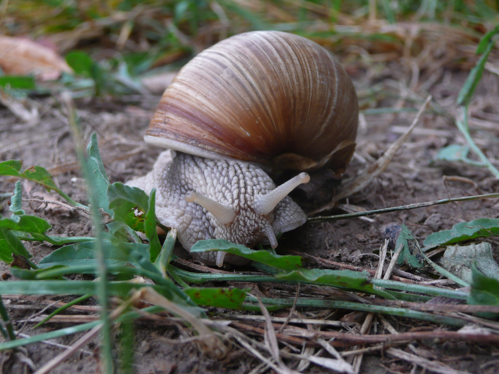 Sraigė,  Žolė,  Fonas,  Gyvūnas,  Gamta,  Makro,  Sraigė Žolėje, Nemokamos Nuotraukos,  Nemokama Licenzija