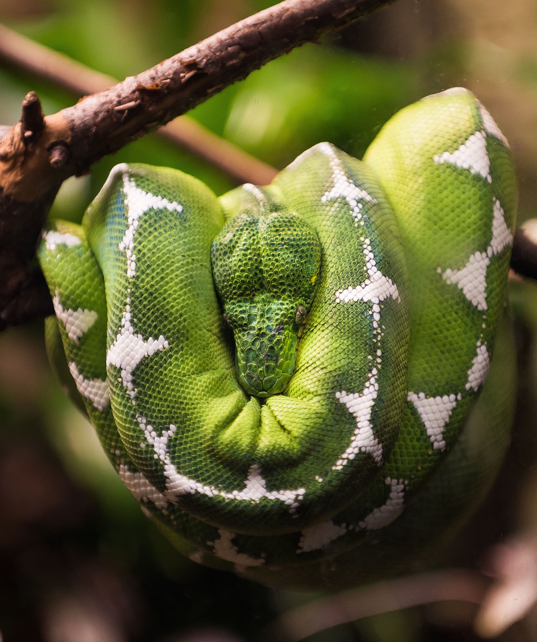 Gyvatė, Ropliai, Gamta, Reptilian, Žalia Oda, Nemokamos Nuotraukos,  Nemokama Licenzija