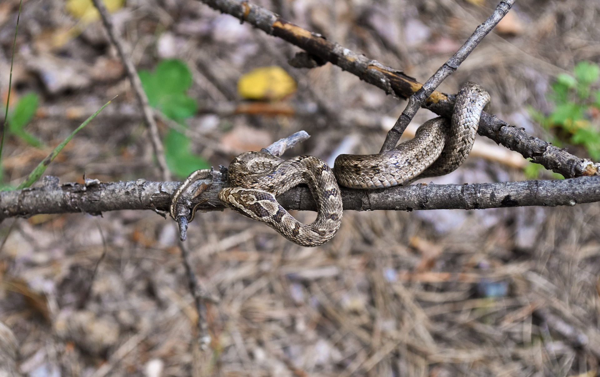 Nuodingas,  Gyvatės,  Viper,  Gyvatė, Nemokamos Nuotraukos,  Nemokama Licenzija