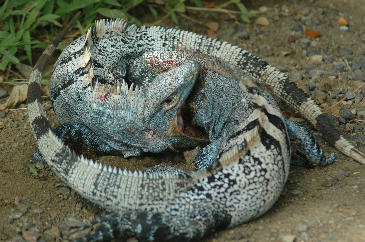 Iguana, Safari, Ropliai, Nemokamos Nuotraukos,  Nemokama Licenzija