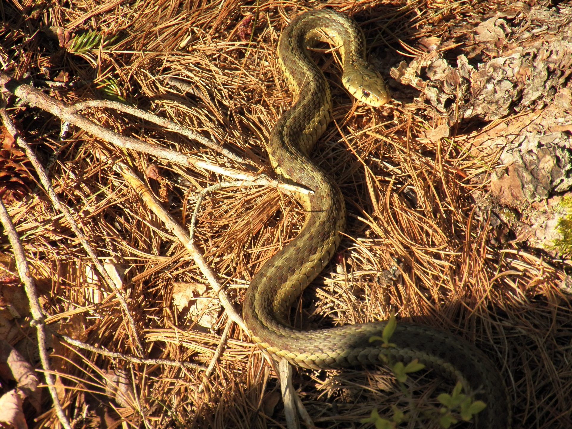 Gyvatės,  Gyvatė,  Ropliai,  Ropliai,  Viper,  Vipers,  Nuodai,  Velnias,  Pranašai,  Gyvūnai