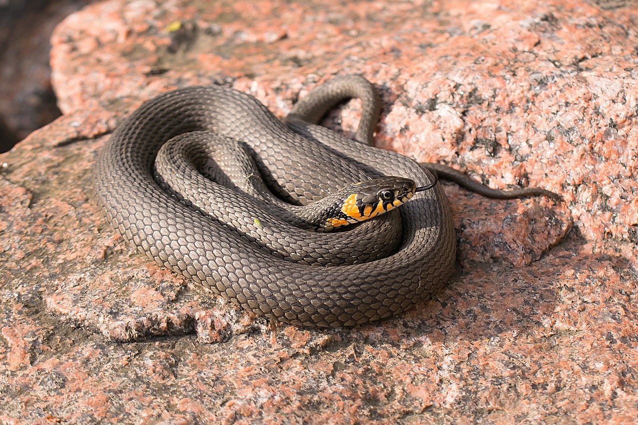 Gyvatė, Žolės Gyvatė, Ropliai, Natrix Natrix, Nemokamos Nuotraukos,  Nemokama Licenzija