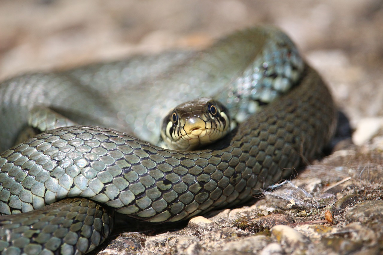 Gyvatė, Žolės Gyvatė, Natter, Ropliai, Natrix Natrix, Snakehead, Vandens Gyvatė, Nemokamos Nuotraukos,  Nemokama Licenzija