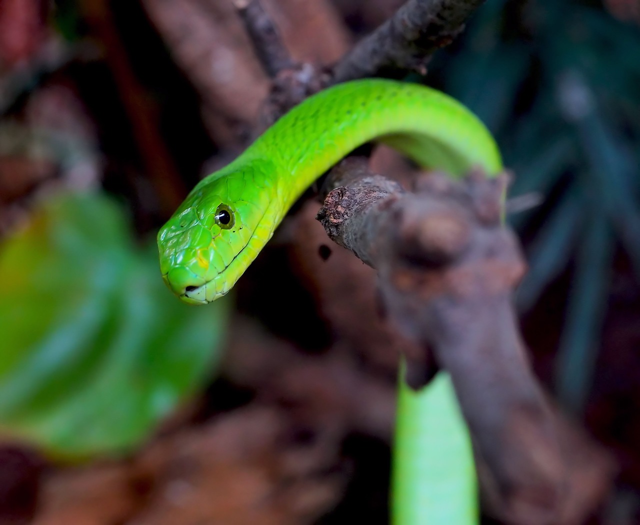 Gyvatė, Žalia Mamba, Toksiškas, Pavojingas, Mamba, Skalė, Žalias, Padaras, Gyvūnų Pasaulis, Ropliai