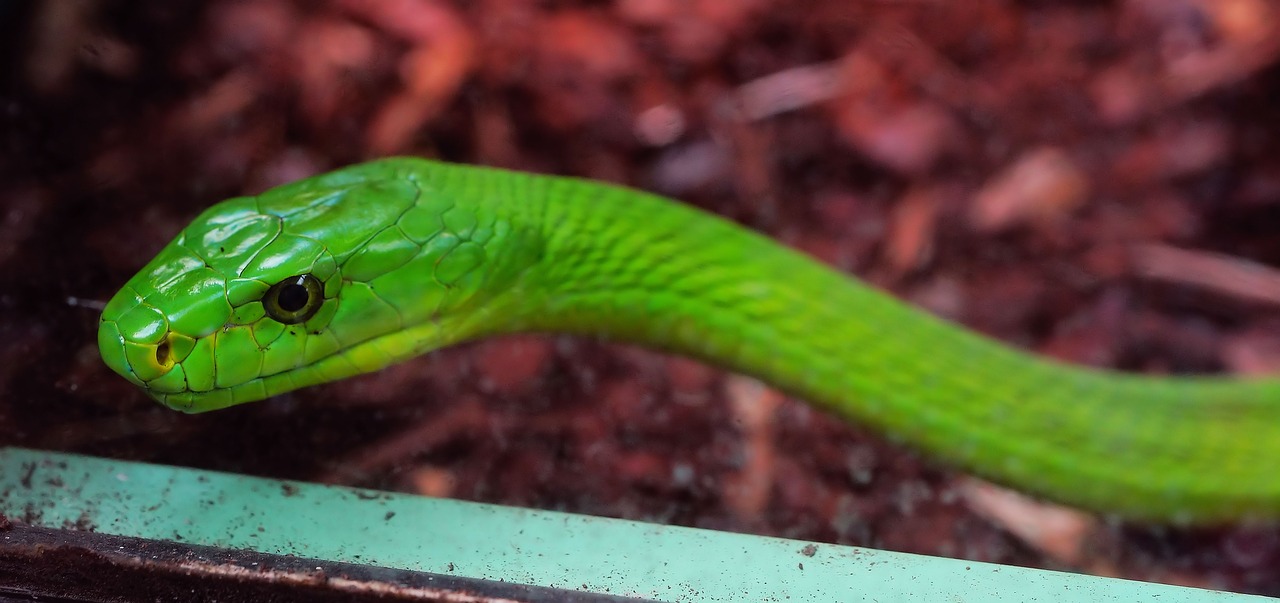 Gyvatė, Žalia Mamba, Toksiškas, Pavojingas, Mamba, Skalė, Žalias, Padaras, Gyvūnų Pasaulis, Ropliai