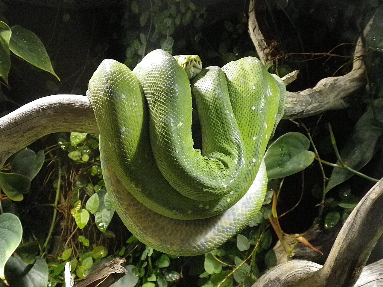 Gyvatė, Python, Terariumas, Constrictor, Žalia Medis Python, Nemokamos Nuotraukos,  Nemokama Licenzija