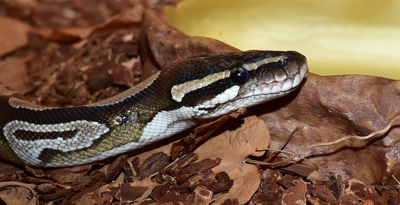 Gyvatė, Python, Python Regius, Mojave, Uždaryti, Gyvūnas, Ropliai, Constrictor, Skalė, Terariumas