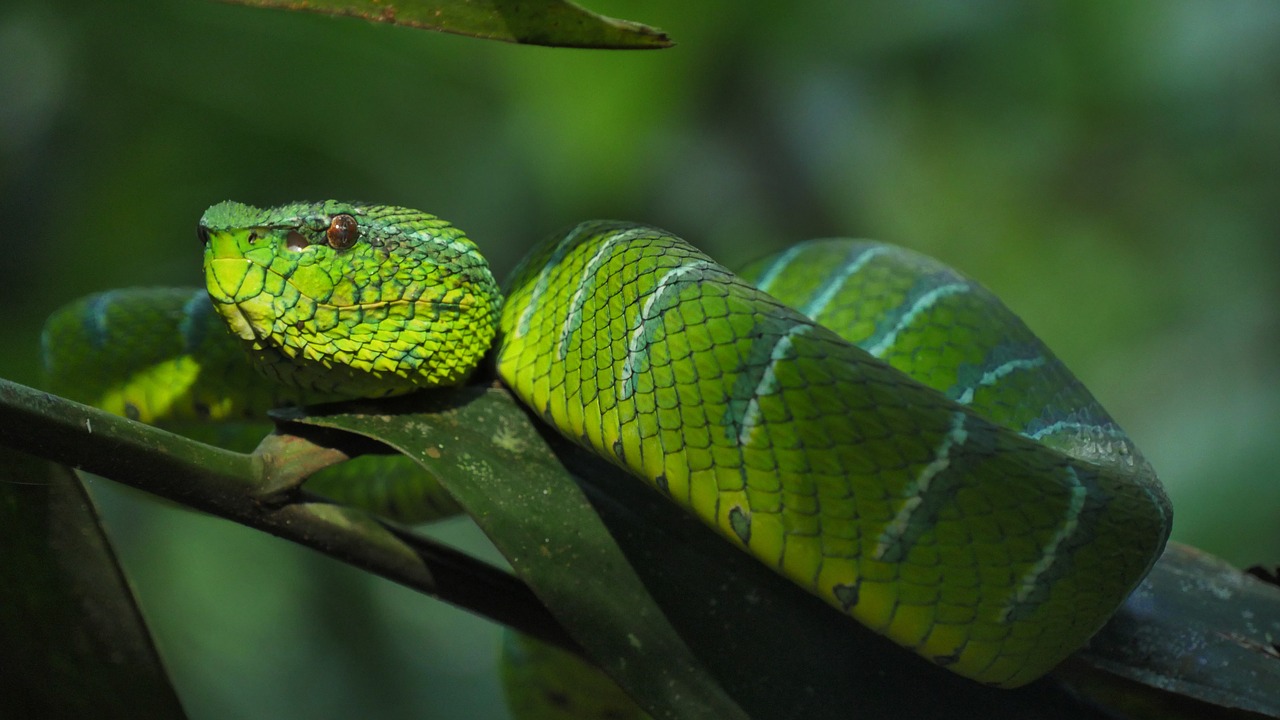 Gyvatė, Trimeresus Subannulatus, Trimeresus, Viper, Gamta, Fauna, Laukiniai, Toksiškas, Gyvūnas, Gyvūnai