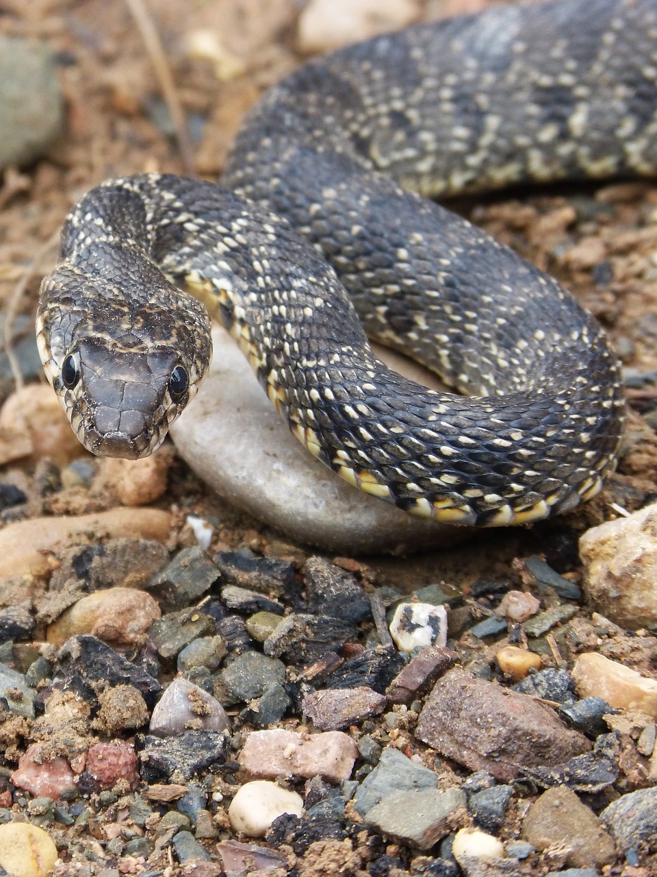 Gyvatė, Grėsmė, Legua Bifida, Culebra De Herradura, Prisukamas, Hemorojus Hippocrepis, Nemokamos Nuotraukos,  Nemokama Licenzija