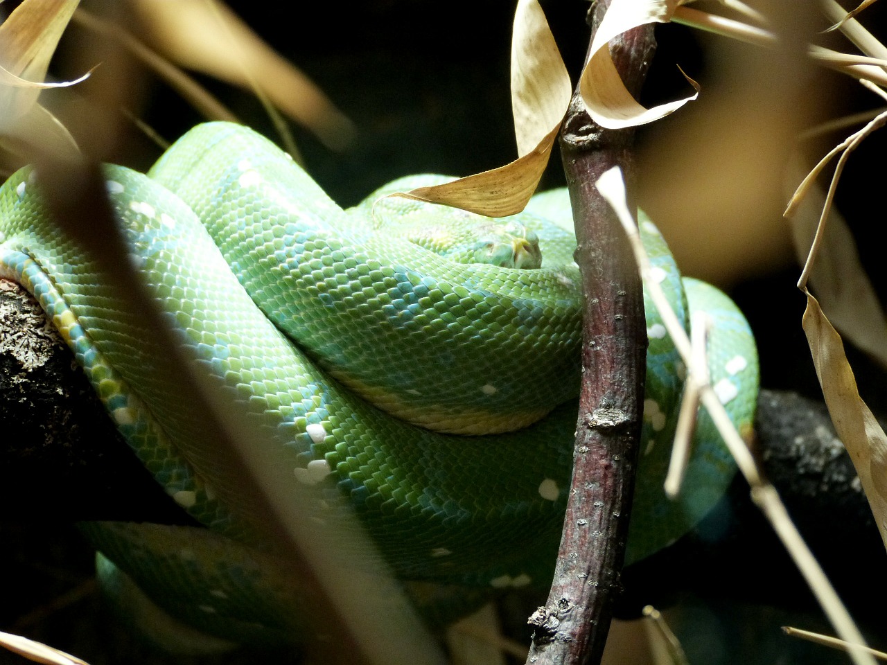 Gyvatė, Ropliai, Zoologijos Sodas, Gyvūnas, Laukiniai, Viper, Pavojus, Plėšrūnas, Gyvatė, Nuodingas