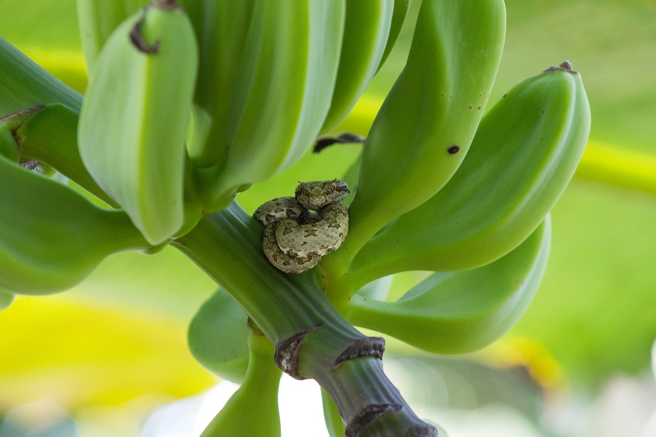 Gyvatė, Laukinė Gamta, Kosta Rika, Bananas, Bananų Medis, Nemokamos Nuotraukos,  Nemokama Licenzija