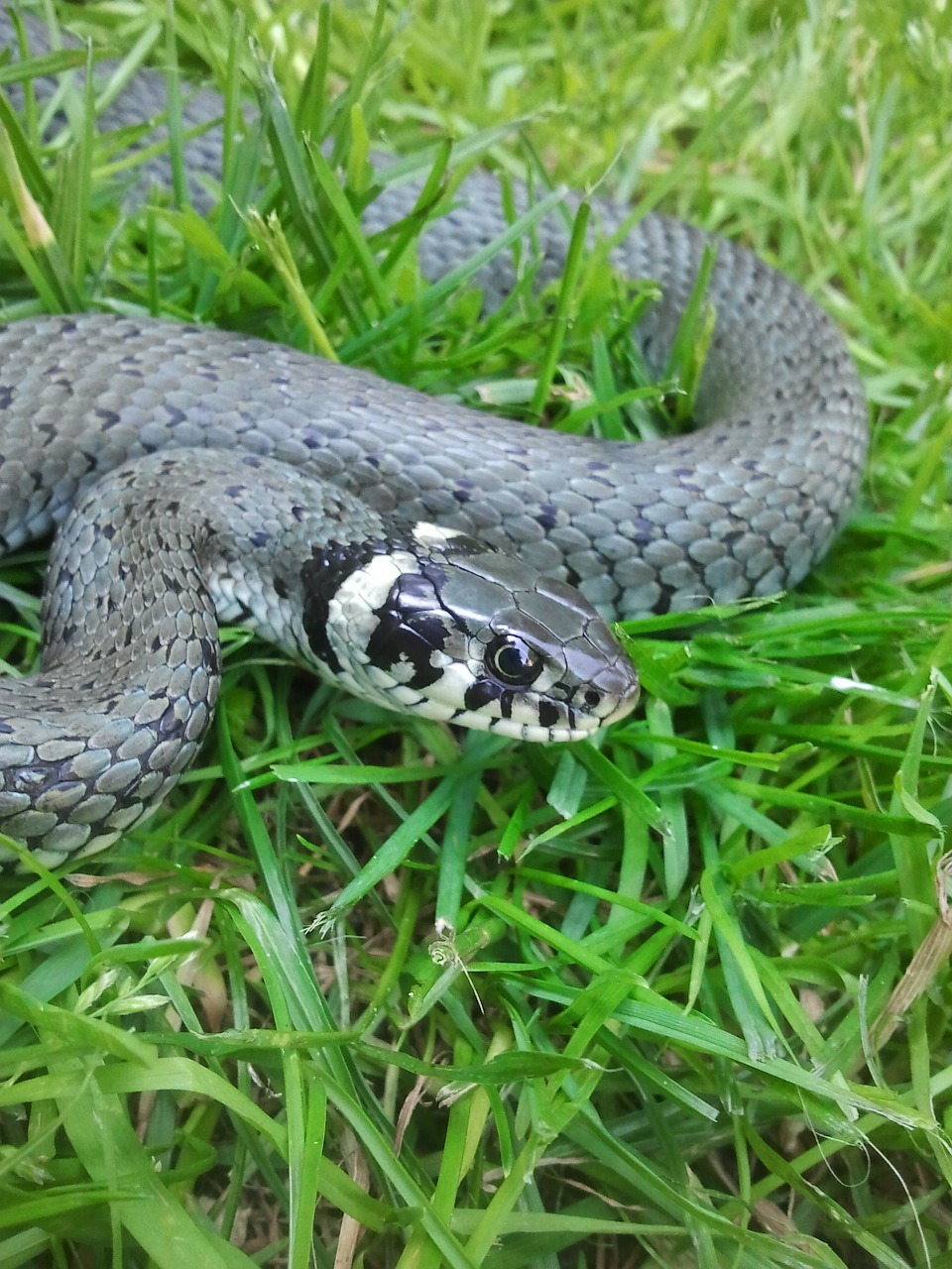 Gyvatė, Padaras, Snakehead, Nemokamos Nuotraukos,  Nemokama Licenzija