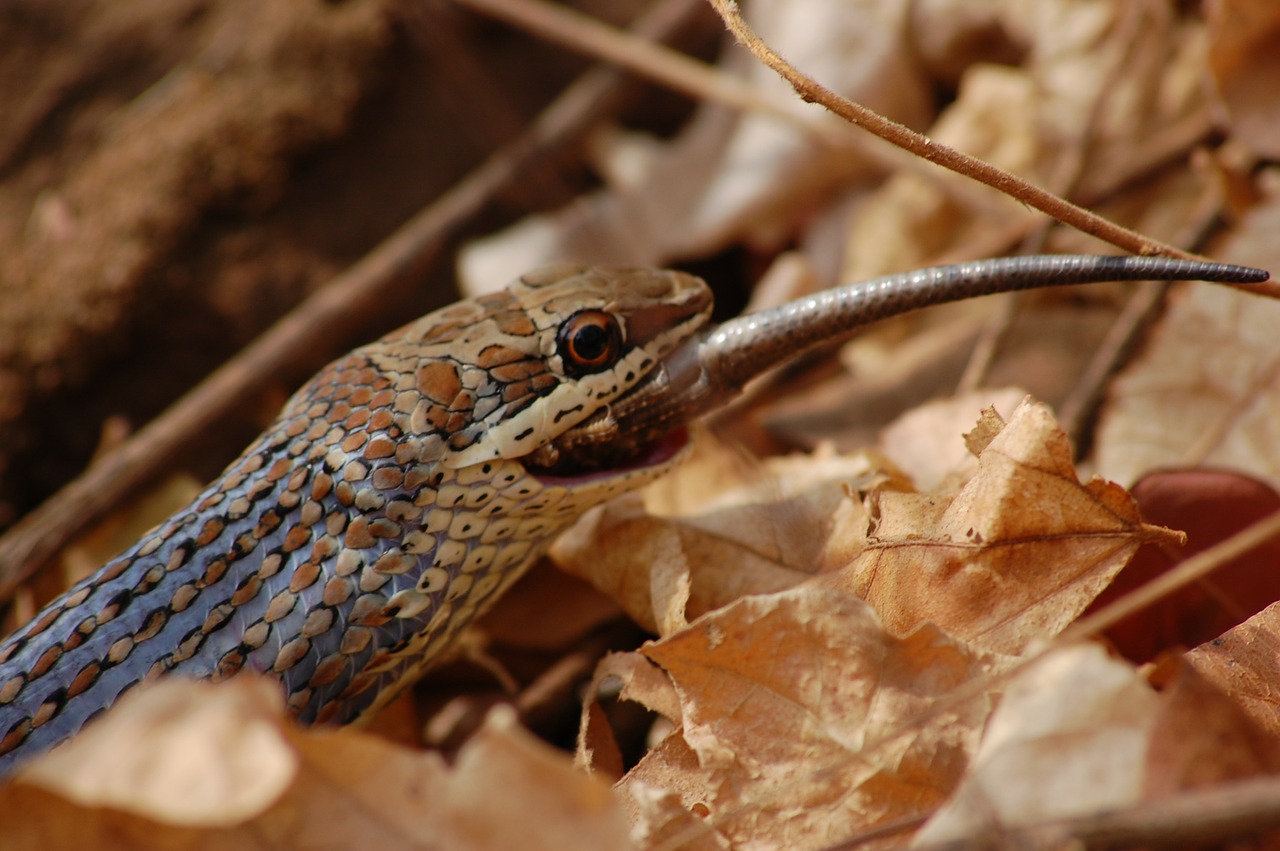 Gyvatė, Ropliai, Grobis, Gyvūnas, Laukinė Gamta, Laukiniai, Zoologija, Rūšis, Dykuma, Aplinka