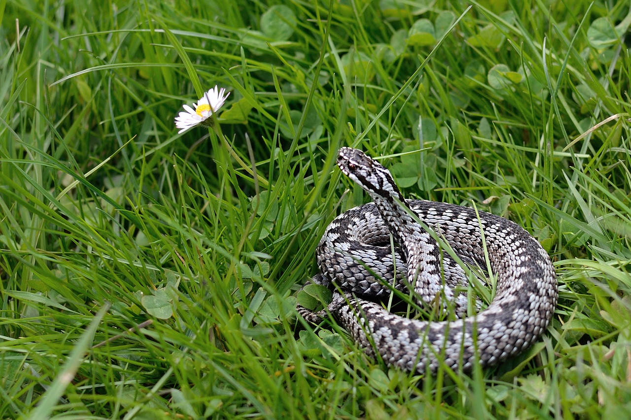 Gyvatė, Viperis Apskritai, Vipera Berus, Nemokamos Nuotraukos,  Nemokama Licenzija