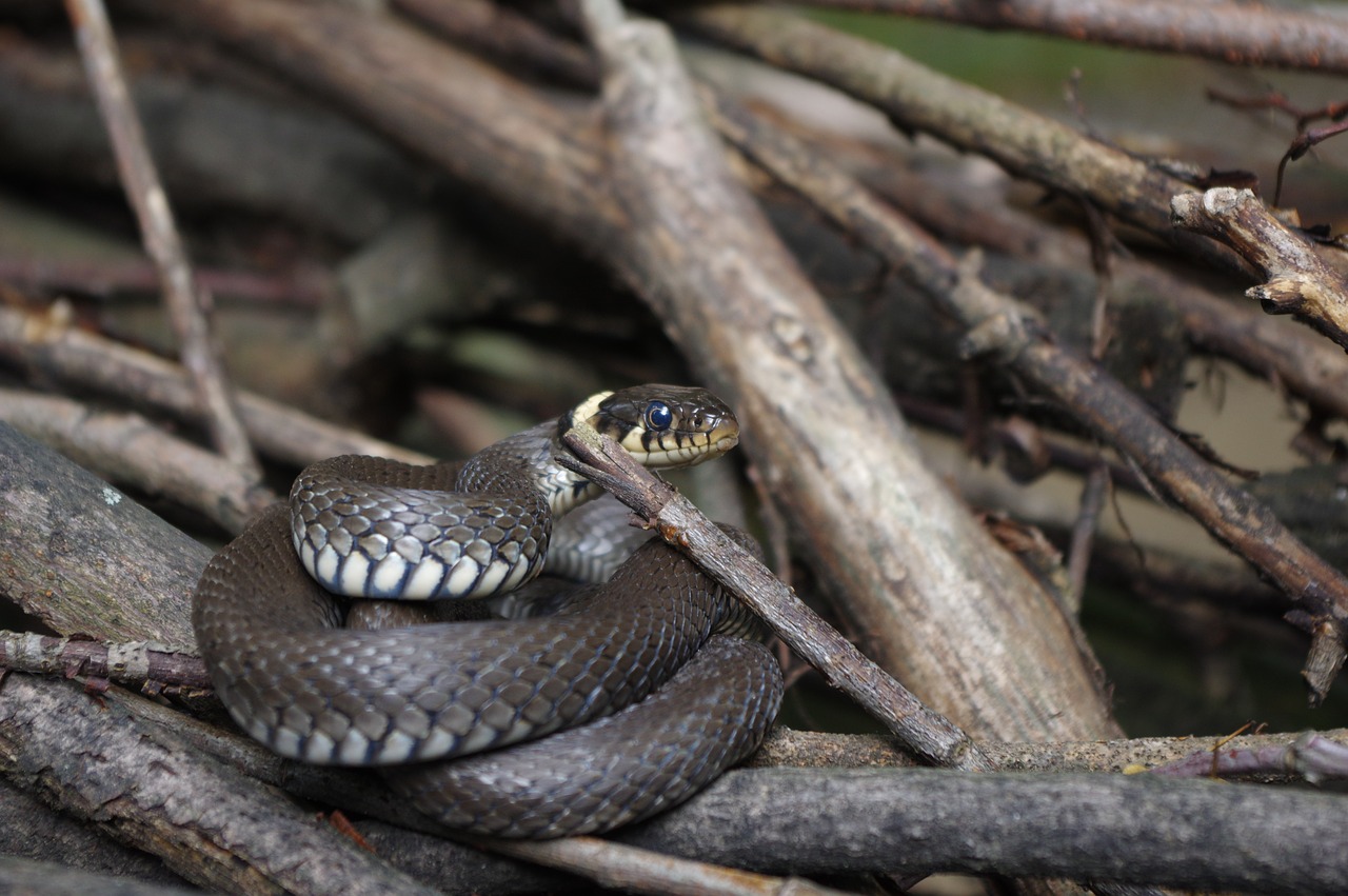 Gyvatė, Natter, Gamta, Ropliai, Žolės Gyvatė, Snakehead, Uždaryti, Pasislėpęs, Padaras, Galva