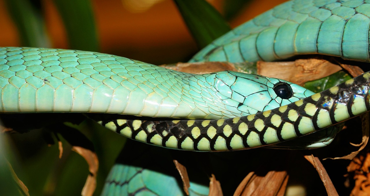 Gyvatė, Mamba, Toksiškas, Ropliai, Gyvūnas, Snakehead, Grėsmė, Pavojingas, Nuodingoji Gyvatė, Kontrastas