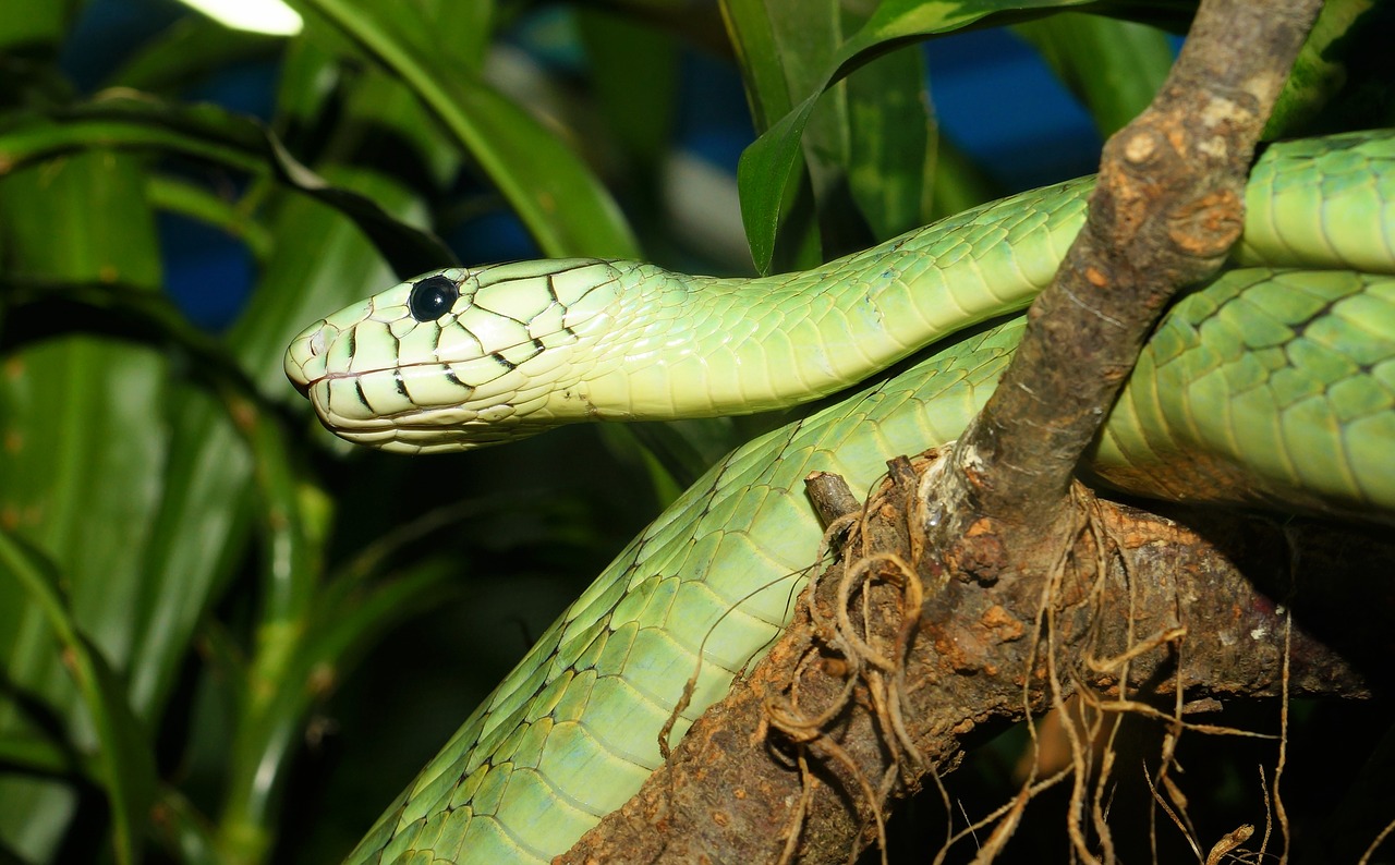 Gyvatė, Žalia Mamba, Pavojingas, Skalė, Padaras, Ropliai, Žalias, Toksiškas, Medžio Gyvatė, Žalia Gyvatė