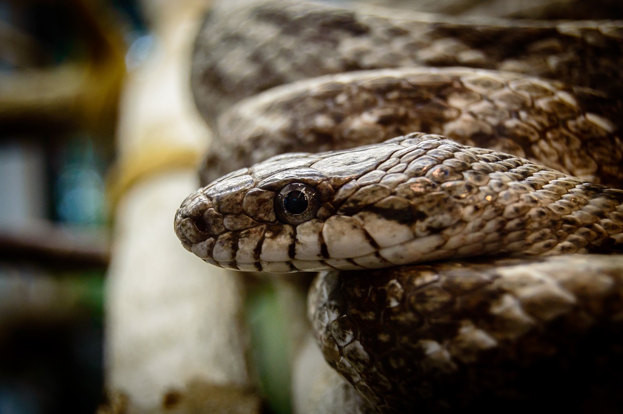 Gyvatė, Gyvatės Galvutė, Galva, Ropliai, Laukinė Gamta, Gamta, Laukiniai, Gyvūnas, Viper, Pavojingas