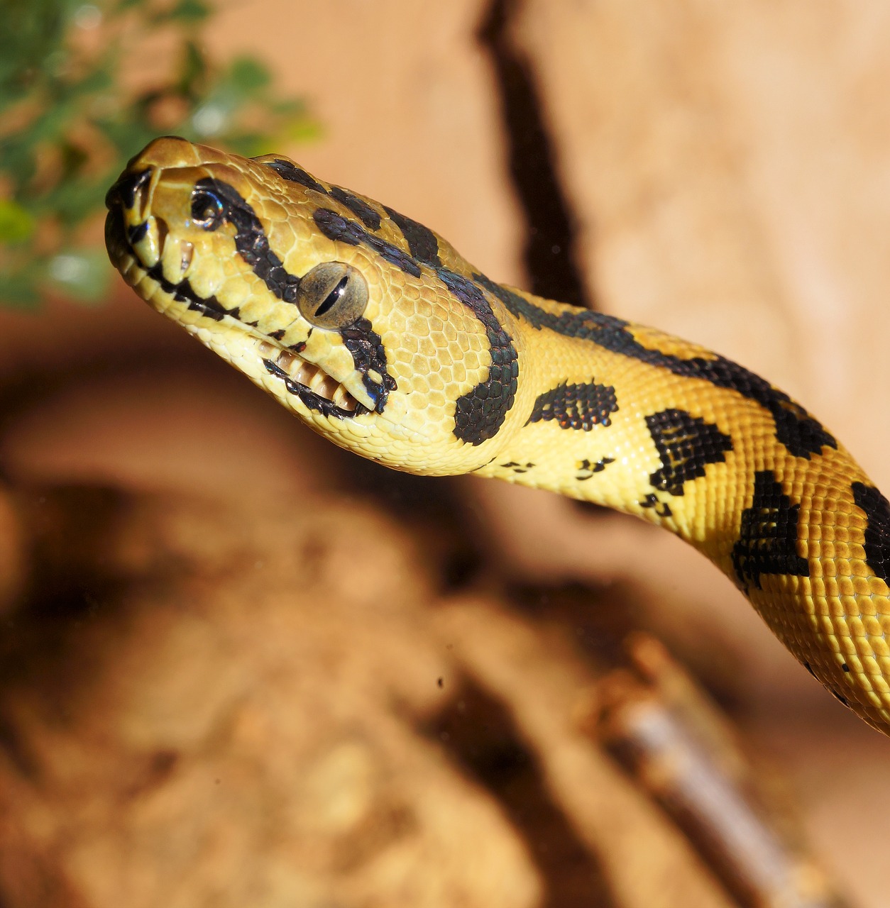 Gyvatė, Ropliai, Python, Deimantinis Python, Kilimų Python, Constrictor, Gyvūnų Pasaulis, Gražus, Australia, Skalė