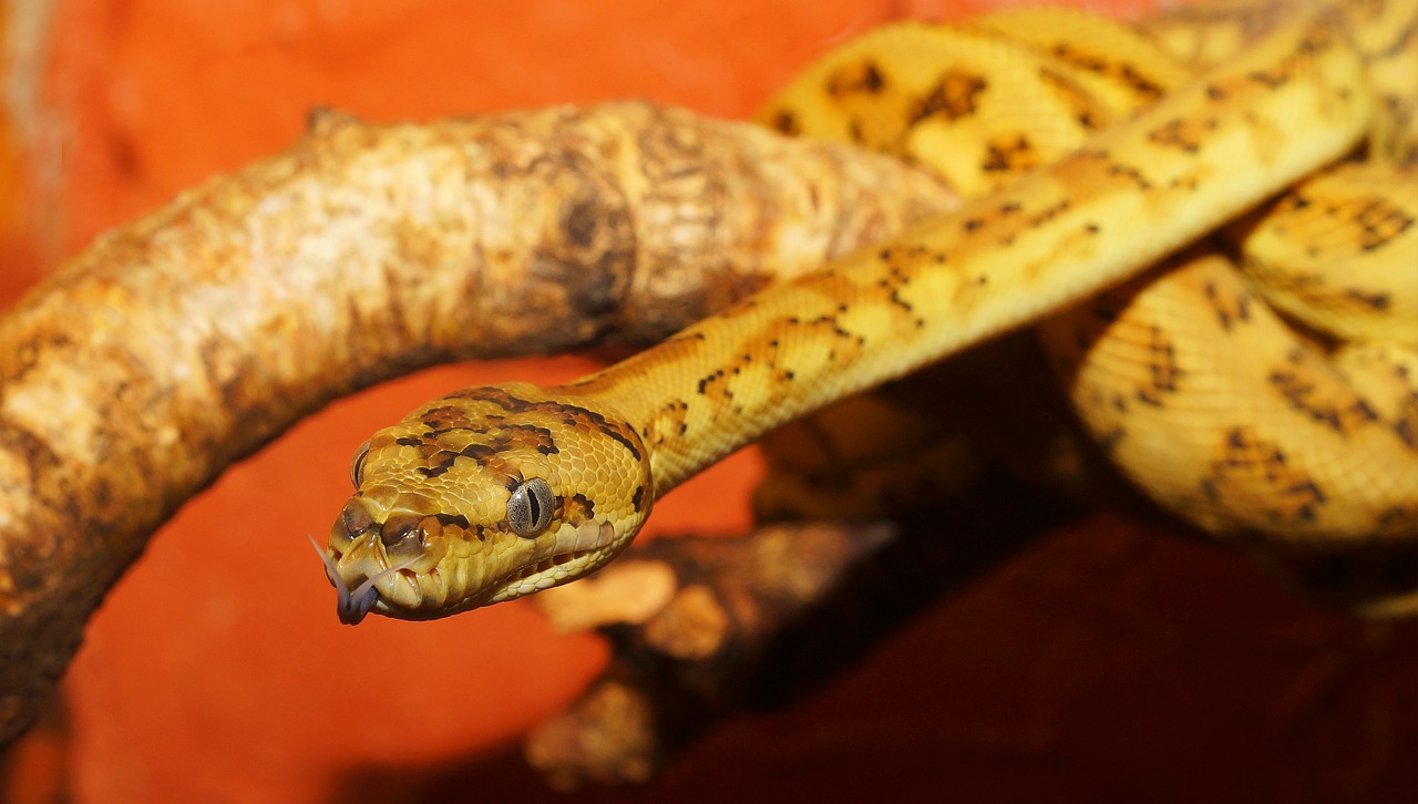 Gyvatė, Ropliai, Python, Deimantinis Python, Kilimų Python, Constrictor, Gyvūnų Pasaulis, Gražus, Australia, Skalė