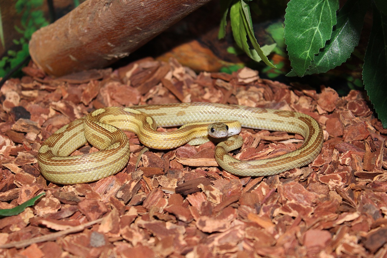 Gyvatė,  Panthérophis Guttatus,  Roplys,  Terariumas,  Guttatus,  Gyvūnai, Nemokamos Nuotraukos,  Nemokama Licenzija