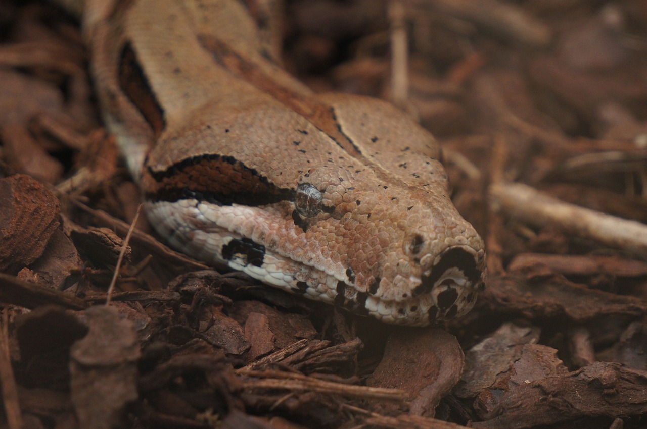 Gyvatė, Zoologijos Sodas, Gyvūnas, Nemokamos Nuotraukos,  Nemokama Licenzija