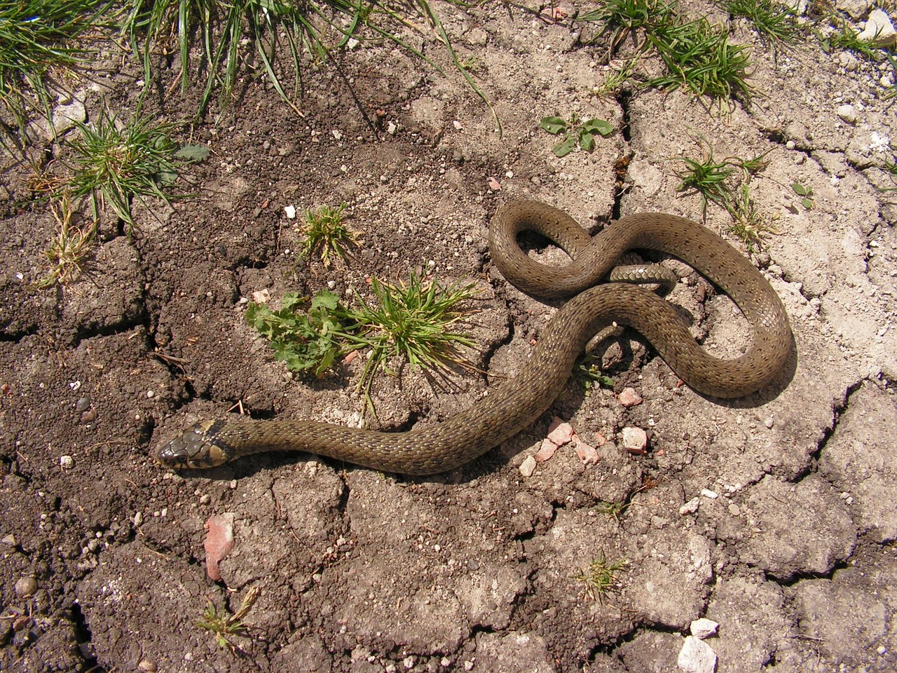 Gyvatė, Natrix, Nemokamos Nuotraukos,  Nemokama Licenzija