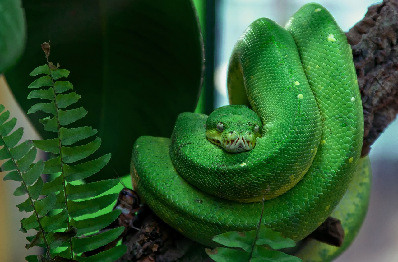 Gyvatė, Toksiškas, Žalias, Medžio Gyvatė, Ropliai, Pavojingas, Terariumas, Žalia Medis Python, Padaras, Skalė