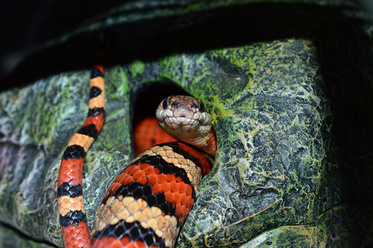 Gyvatė, Modelis, Grandinės Natter, Constrictor, Badas, Tekstūra, Skalė, Ropliai, Urvas, Nemokamos Nuotraukos