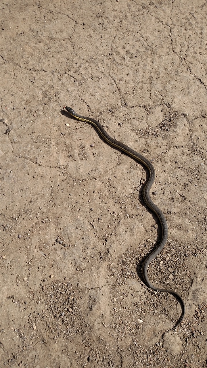 Gyvatė, Gyvatė, Ropliai, Gartersnake, Laukinė Gamta, Gyvūnas, Fauna, Nemokamos Nuotraukos,  Nemokama Licenzija