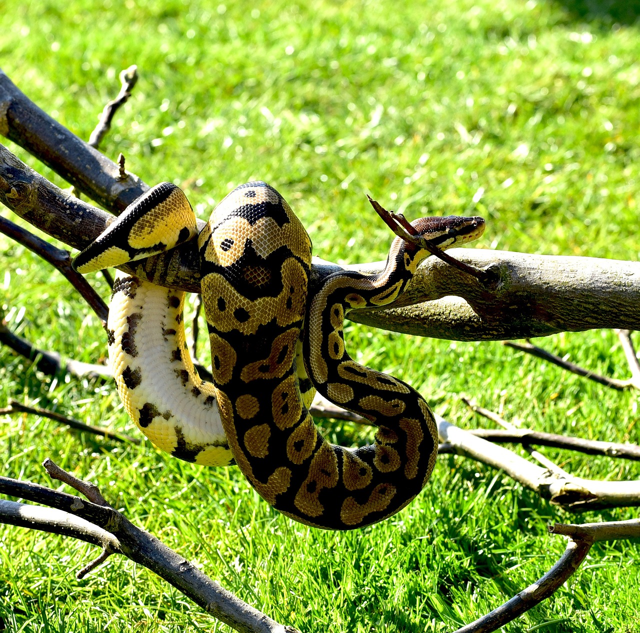 Gyvatė, Python, Kamuolys Python, Mielas, Constrictor, Boa, Grožis, Ropliai, Skalė, Uždaryti