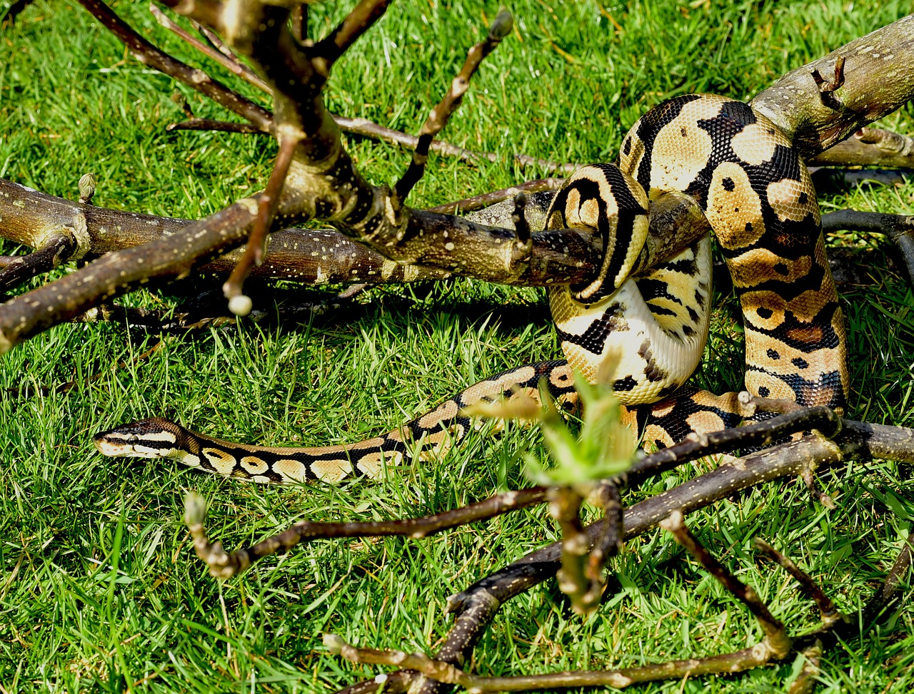 Gyvatė, Python, Kamuolys Python, Mielas, Constrictor, Boa, Grožis, Ropliai, Skalė, Uždaryti