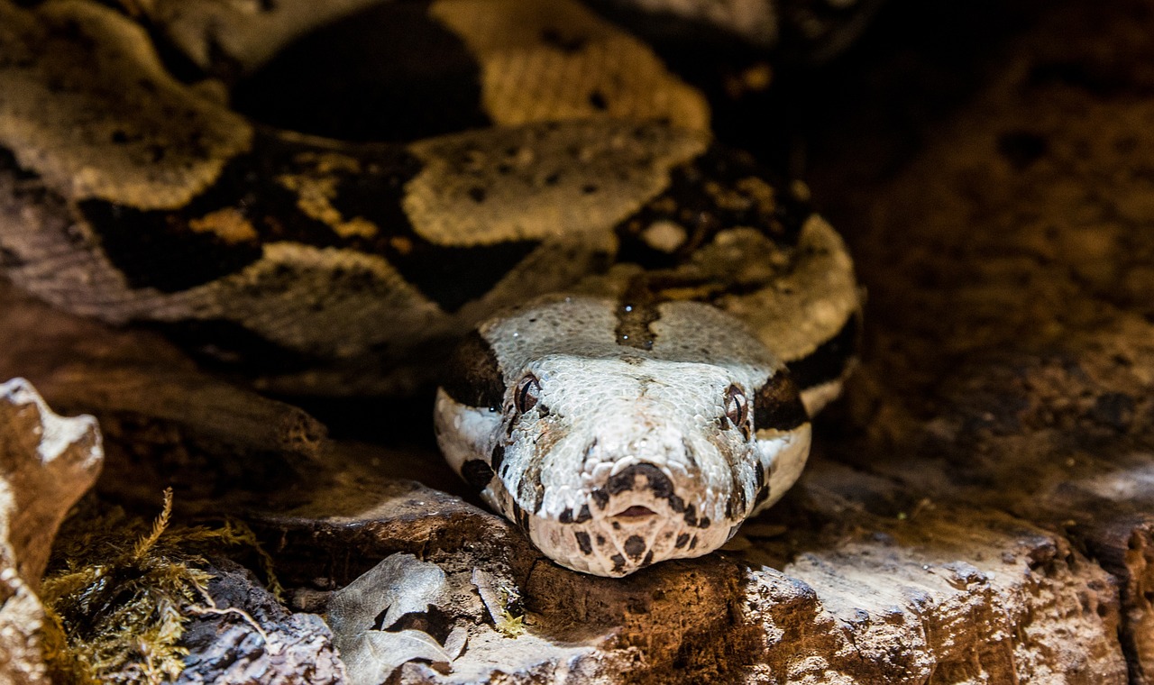 Gyvatė,  Boa,  Anaconda,  Constrictor,  Džiunglės, Nemokamos Nuotraukos,  Nemokama Licenzija