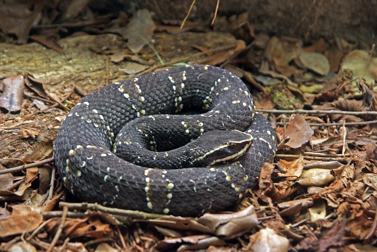 Gyvatė, Ropliai, Buveinė, Šerti, Gyvūnas, Fauna, Nemokamos Nuotraukos,  Nemokama Licenzija