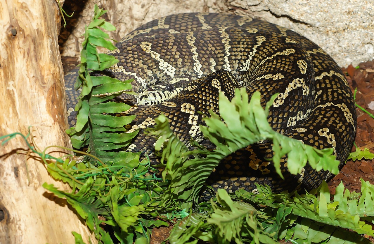 Gyvatė,  Kilimų Python,  Constrictor,  Australia,  Skalė,  Gamta,  Laukinis Gyvūnas,  Pavojingas,  Gyvūnų Pasaulis,  Akis