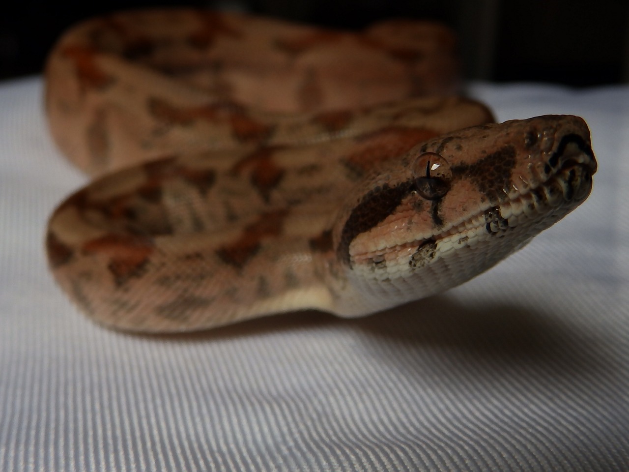 Gyvatė, Boa Constrictor Imperatorius, Terariumas, Nemokamos Nuotraukos,  Nemokama Licenzija