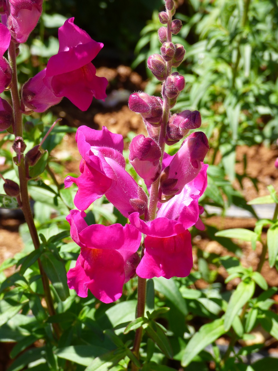 Snapdragon, Violetinė, Gėlė, Gamta, Žydėti, Žiedas, Vasara, Nemokamos Nuotraukos,  Nemokama Licenzija