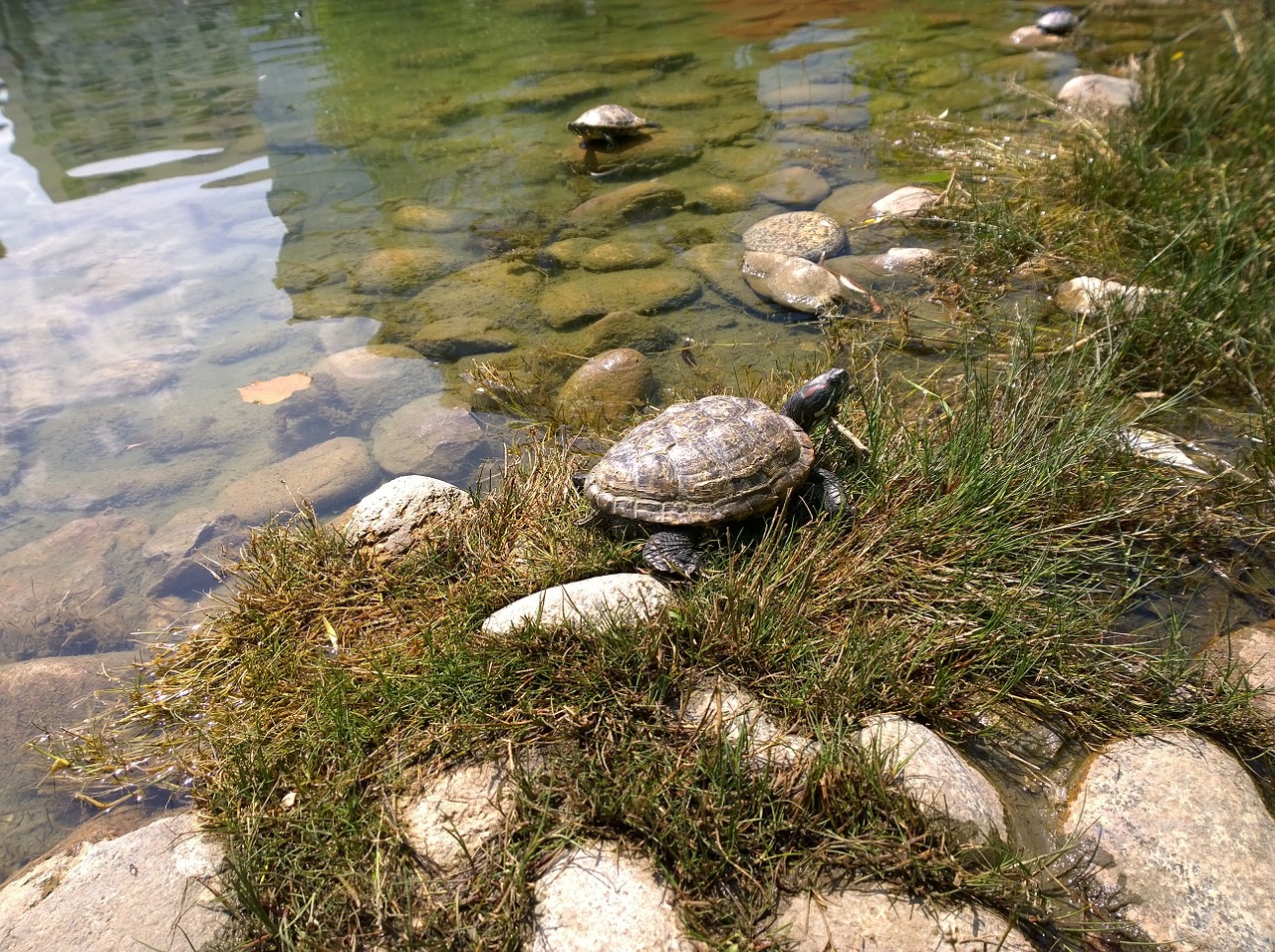 Snapper, Vėžlys, Pritraukimas, Ropliai, Vandens, Lukštas, Gyvūnas, Vanduo, Naminis Gyvūnėlis, Nemokamos Nuotraukos