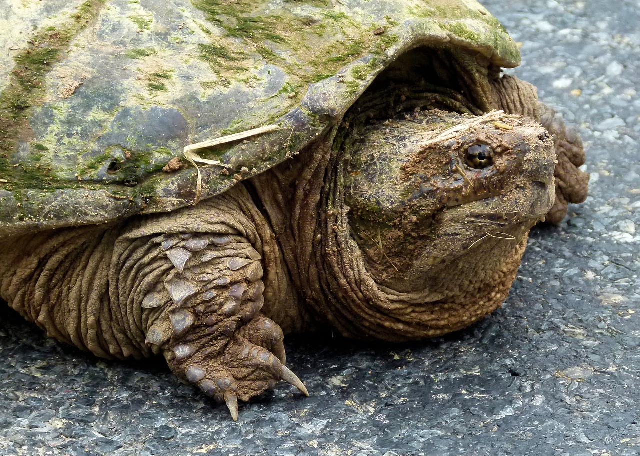 Fotografuoja Vėžlys,  Gėlo Vandens,  Fotografuoja,  Vėžlys,  Vandens,  Gyvūnijos,  Chelydridae, Nemokamos Nuotraukos,  Nemokama Licenzija