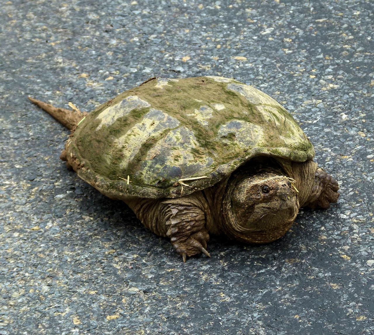 Черепаха 9 8. Каймановая черепаха панцирь. Какуана черепаха. Каймановые черепахи (Chelydridae). Адокус черепаха.