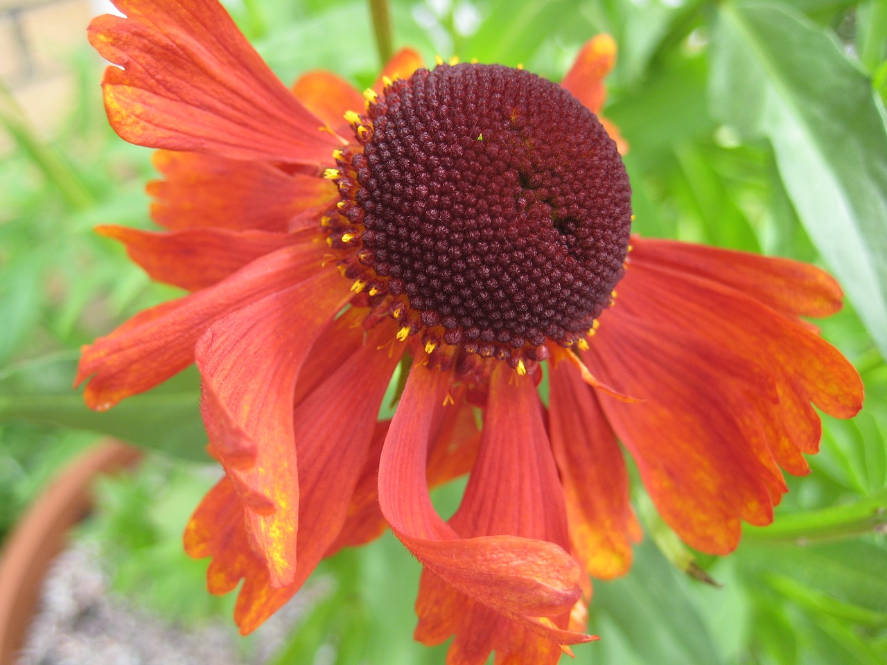 Sneezeweed, Helenium Moerheim Grožis, Gėlė, Žiedas, Makro, Sodas, Gyvas, Raudona, Oranžinė, Vasara