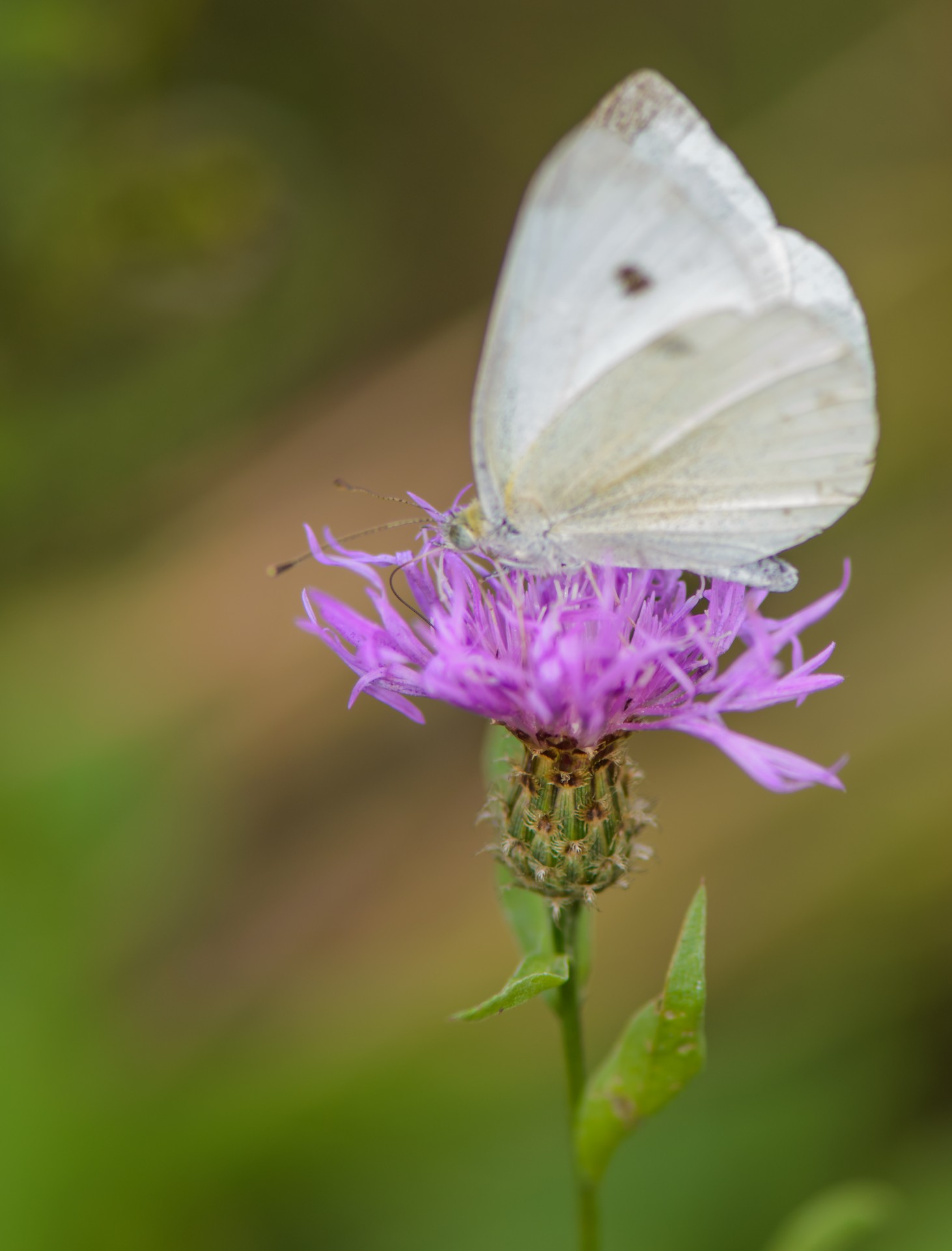 Drugelis,  Kopūstai & Nbsp,  Balta,  Balta,  Gėlė,  Maistas,  Gamta,  Flora,  Fauna,  Vabzdžiai