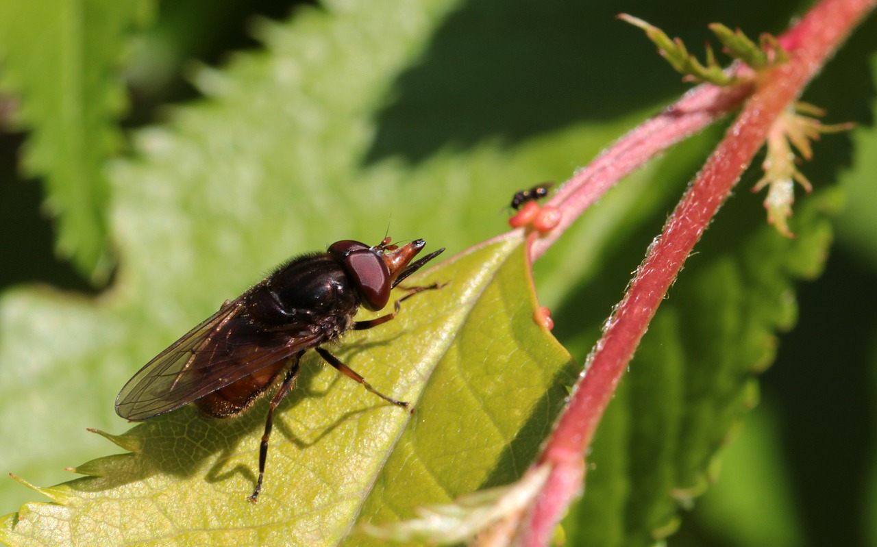 Snouts-Schwebfliege, Rhingia Campestris, Vabzdys, Skristi, Didelės Akys, Sparnas, Gamta, Lapai, Nemokamos Nuotraukos,  Nemokama Licenzija