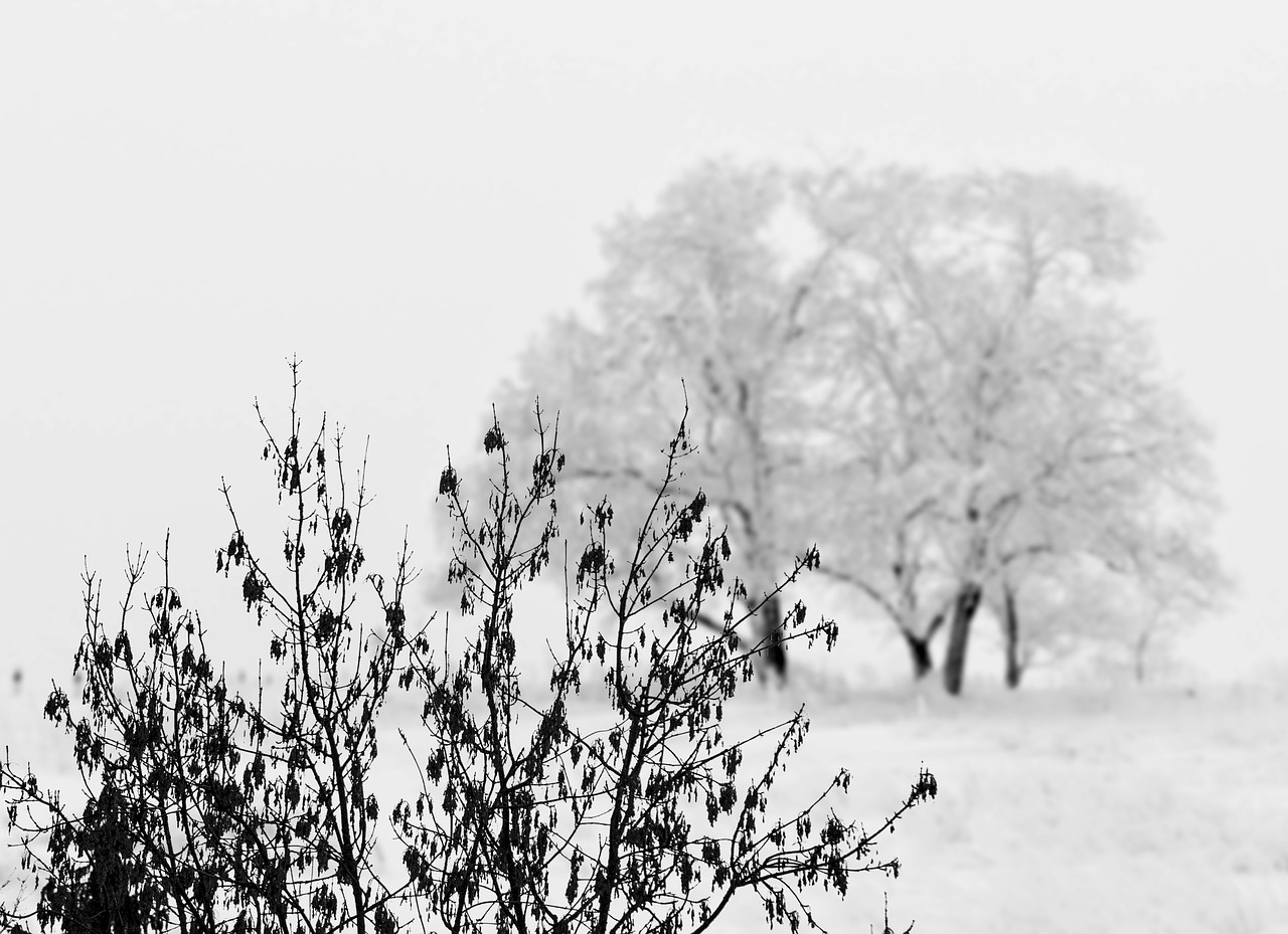 Sniegas, Medis, Krūmas, Žiema, Kraštovaizdis, Šaltas, Out, Sniego Žmogus, Nemokamos Nuotraukos,  Nemokama Licenzija